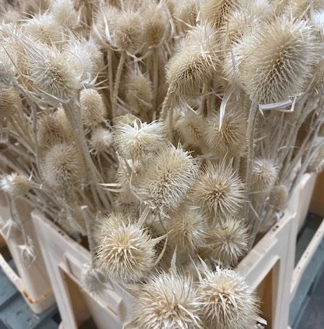 Cardi distel bleached 5pc/bunch 70cm bleached | Wholesale flowers, plants and supplies Cardi distel bleached 5pc/bunch 70cm bleached