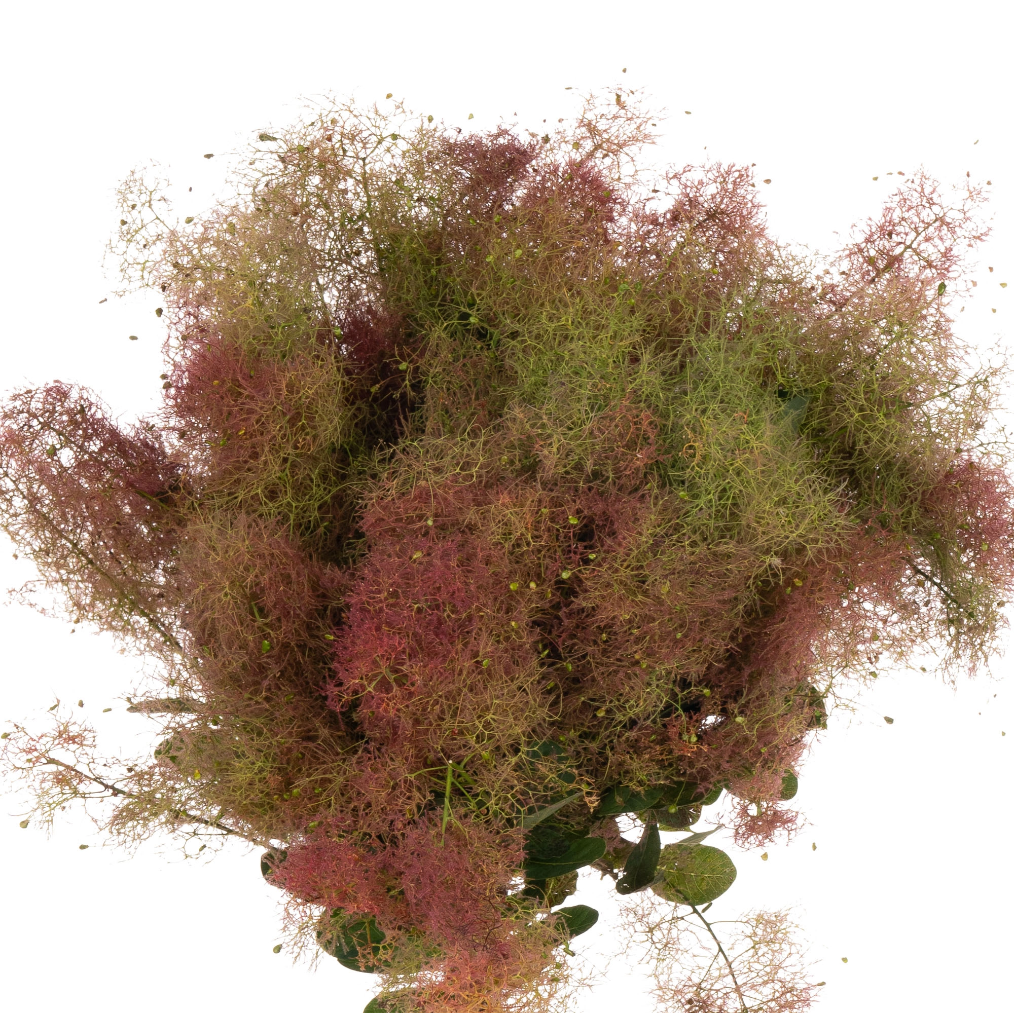 Cotinus pruik