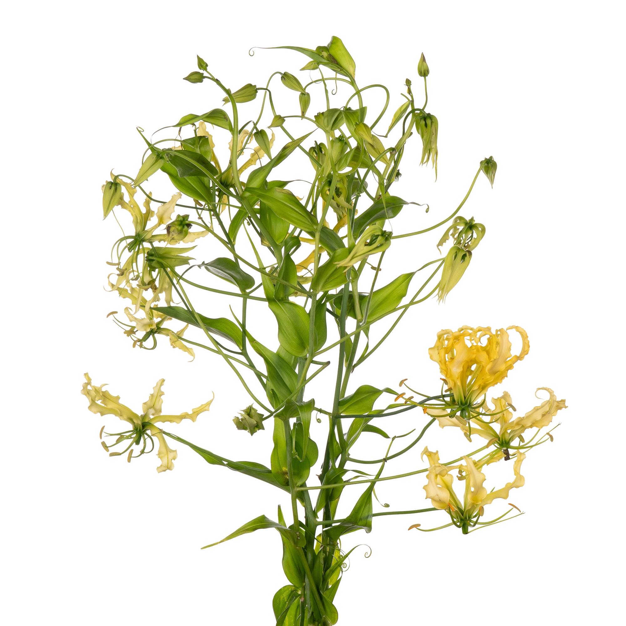 Gloriosa lutea
