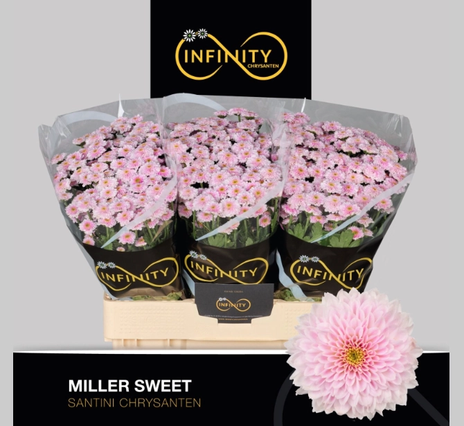 Chrysanthemum santini sweet miller | Wholesale flowers, plants and supplies Chrysanthemum santini sweet miller