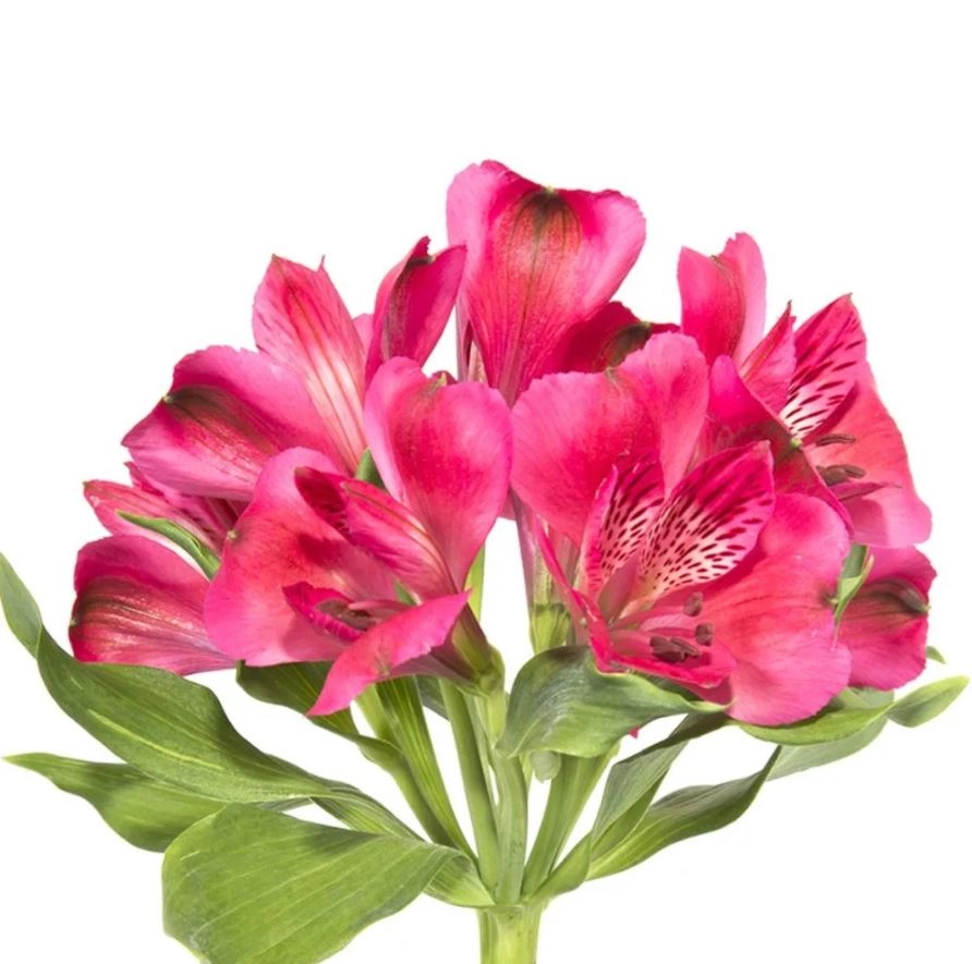 Alstroemeria select rome