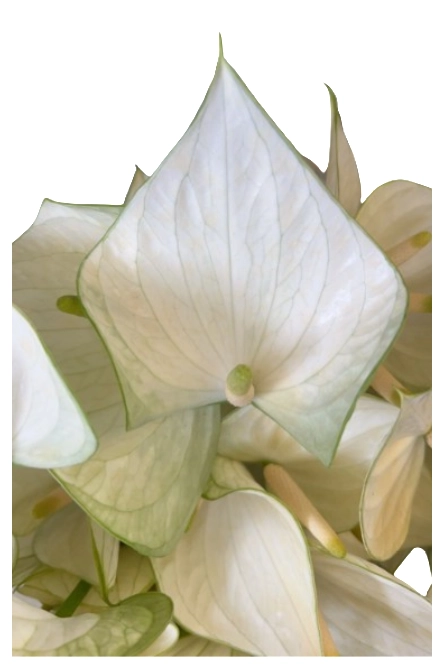 Anthurium snowy
