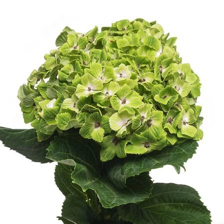 Hydrangea magical rhapsody