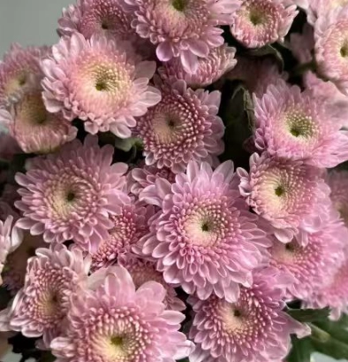 Chrysanthemum santini rocca pink
