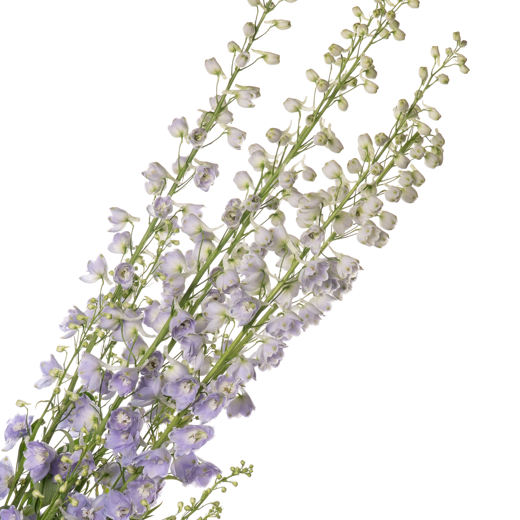 Delphinium double candle lavender shades