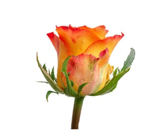 Rose inka