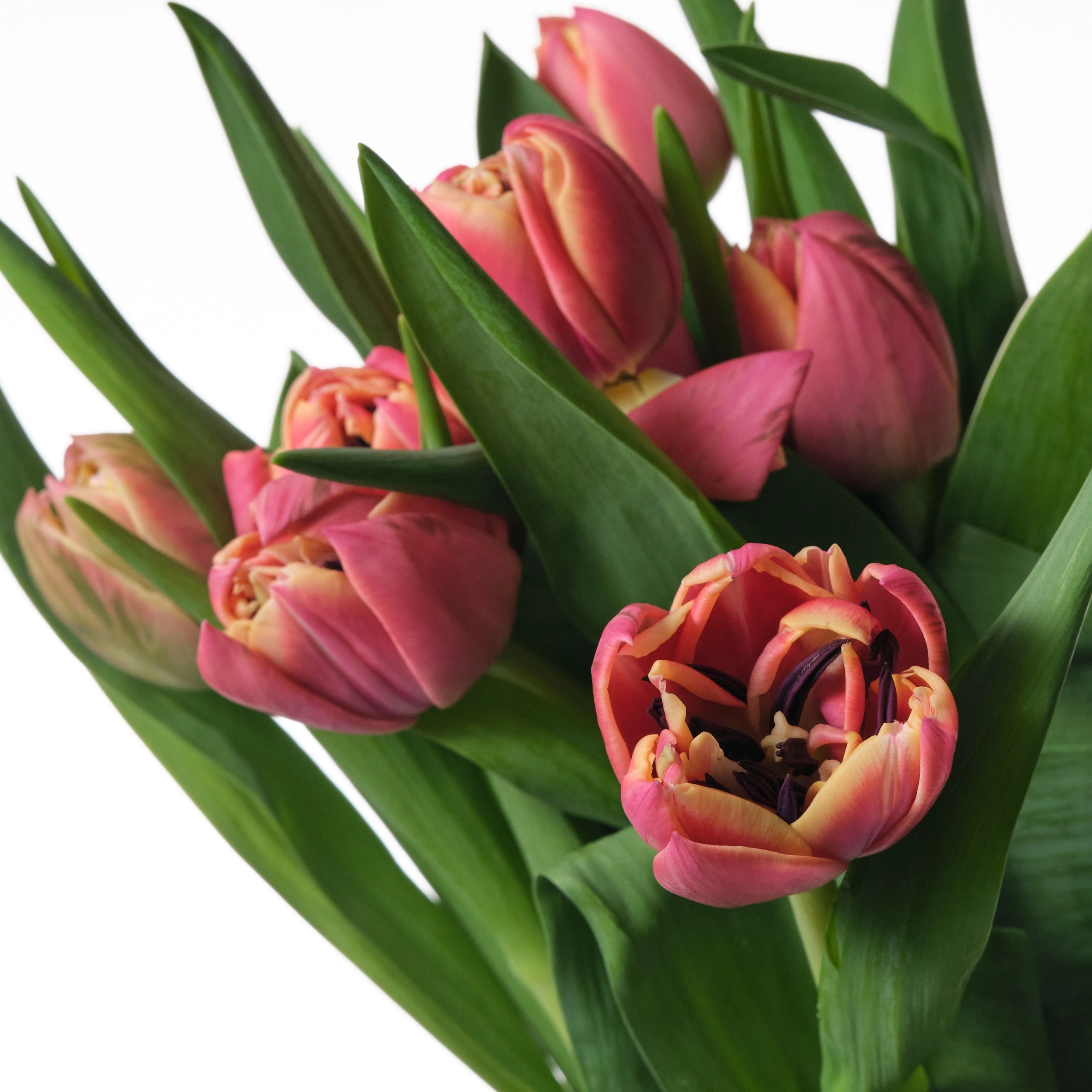 Tulip double columbus | Wholesale flowers, plants and supplies Tulip double columbus