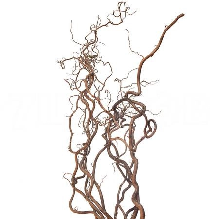 Corylus contorta | Wholesale flowers, plants and supplies Corylus contorta