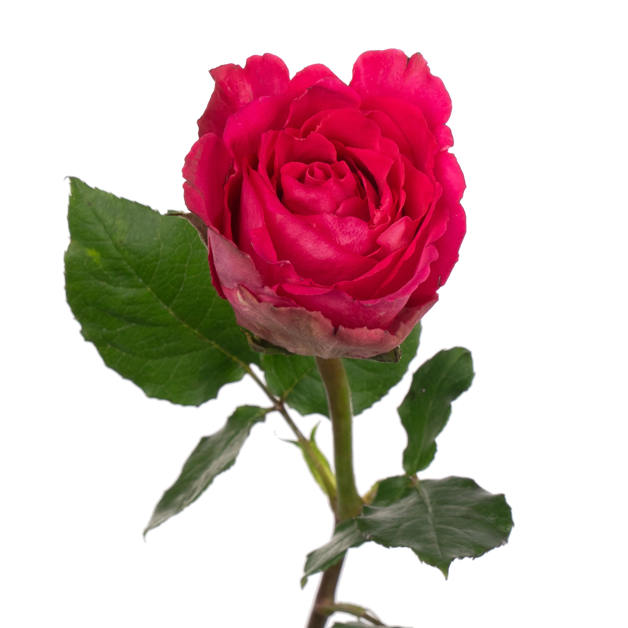 Rose madam pink