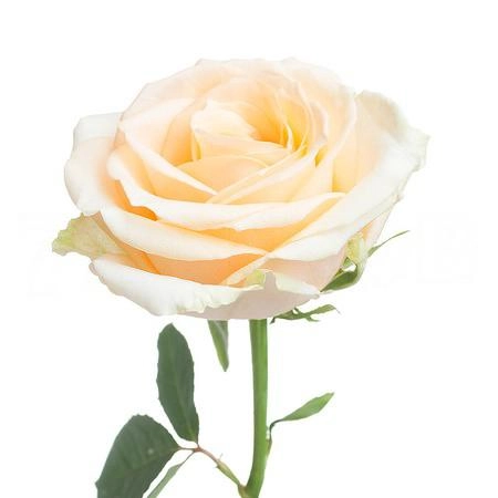 Rose avalanche peach