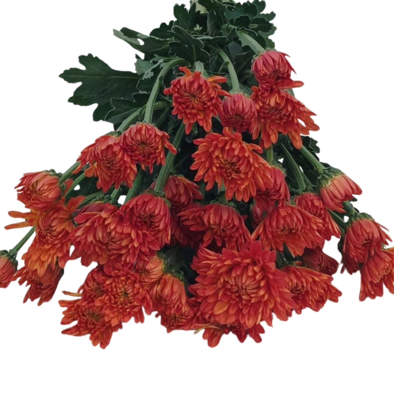 Chrysanthemum spray pasion sunset