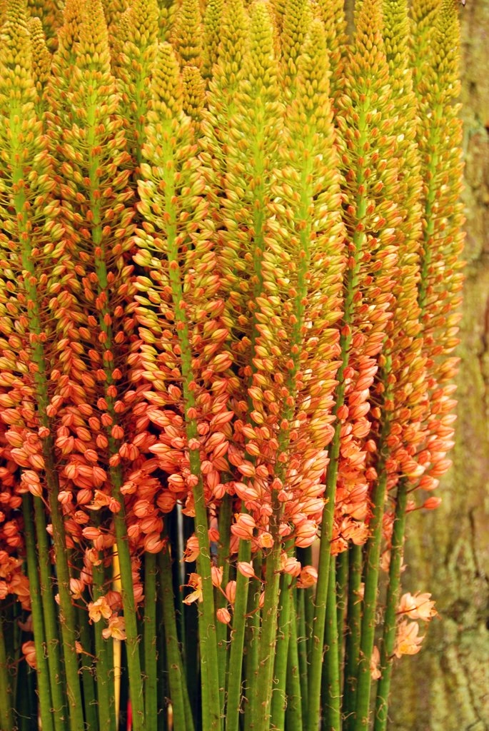 Eremurus orange princess