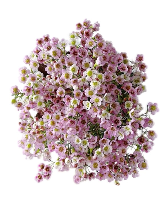 Chamelaucium waxflower tinted pink | Wholesale flowers, plants and supplies Chamelaucium waxflower tinted pink