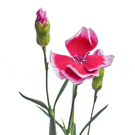 Carnation spray solomio sem