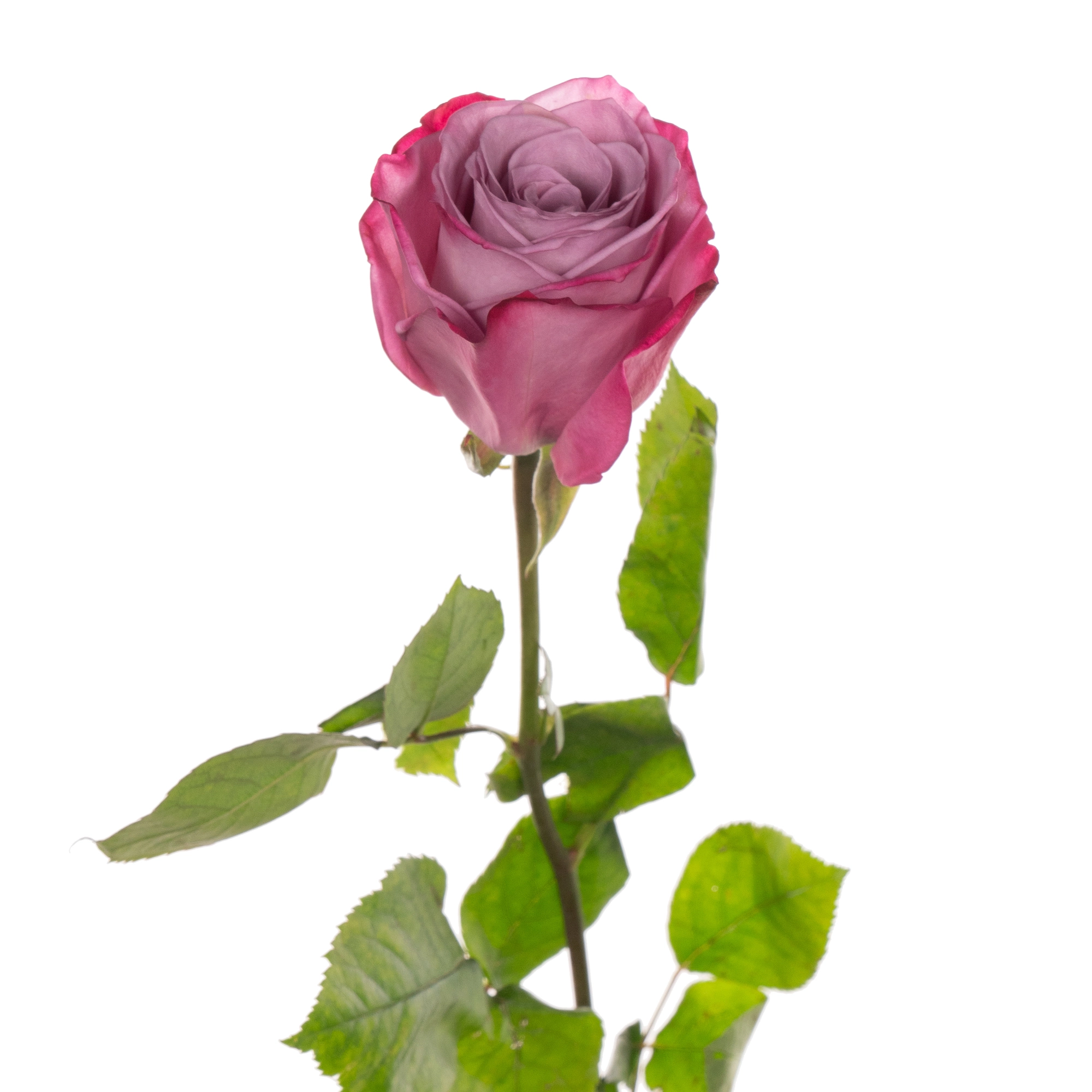 Rose moody blues