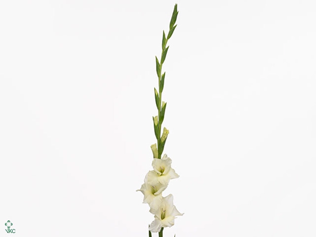 Gladiolus speed date