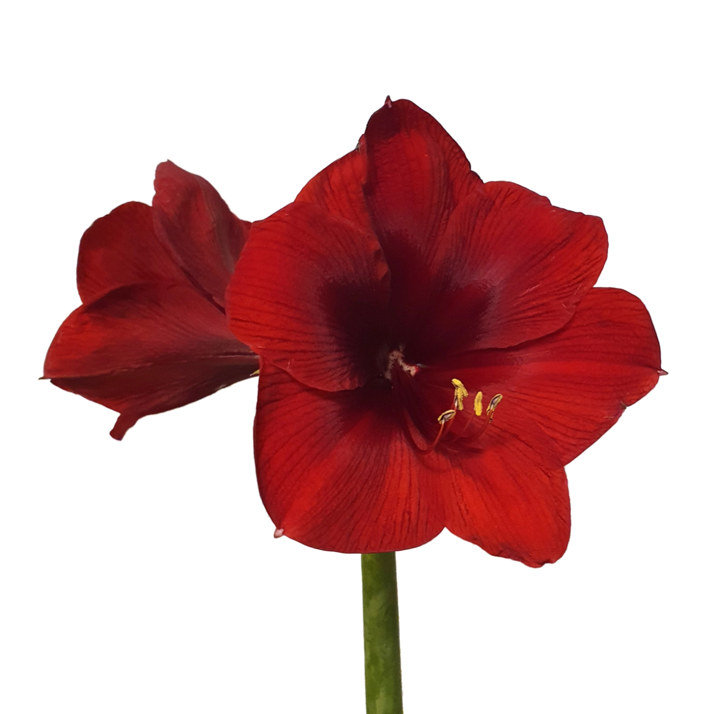 Hippeastrum royal velvet