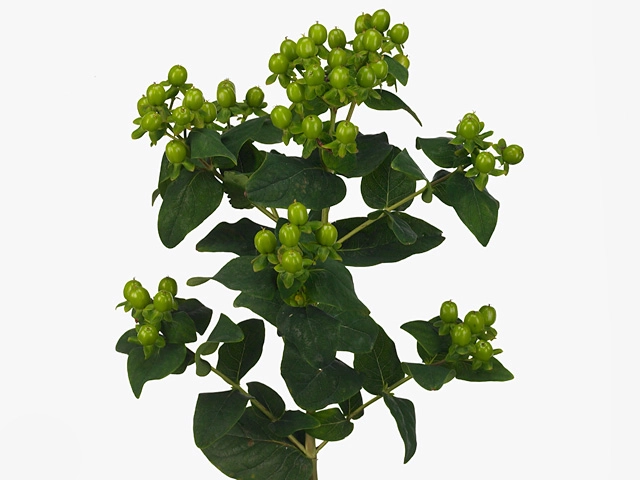 Hypericum magical green power