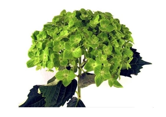 Hydrangea premium diamante | Wholesale flowers, plants and supplies Hydrangea premium diamante