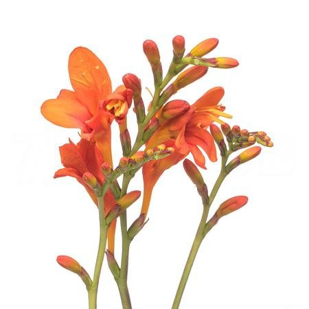 Crocosmia red king