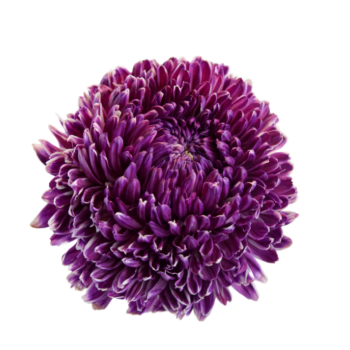 Chrysanthemum tinted burgundy