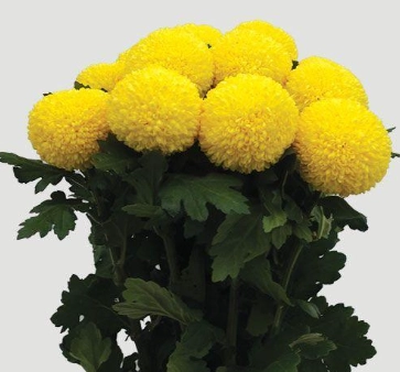 Chrysanthemum single ping pong yellow | Wholesale flowers, plants and supplies Chrysanthemum single ping pong yellow