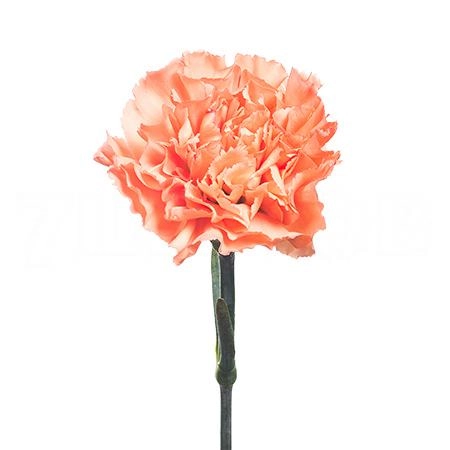 Carnation orange | Wholesale flowers, plants and supplies Carnation orange
