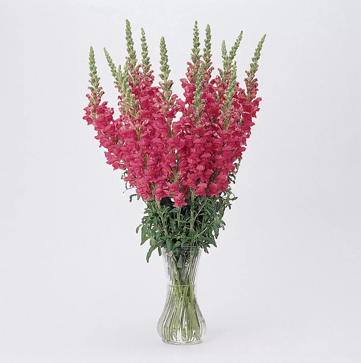 Antirrhinum new mexico | Wholesale flowers, plants and supplies Antirrhinum new mexico