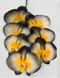 Phalaenopsis sprаy halloween black-orange | Wholesale flowers, plants and supplies Phalaenopsis sprаy halloween black-orange