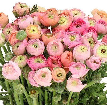 Ranunculus elegance pastel | Wholesale flowers, plants and supplies Ranunculus elegance pastel