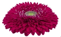 Gerbera gerponi big jazz
