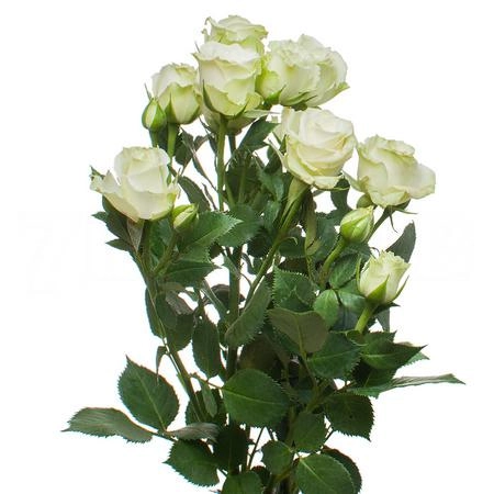 Rose spray green glow | Wholesale flowers, plants and supplies Rose spray green glow