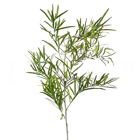 Blad Asparagus falcatus | Wholesale flowers, plants and supplies Blad Asparagus falcatus