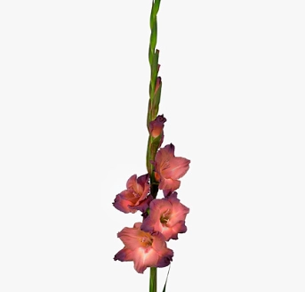 Gladiolus indian summer | Wholesale flowers, plants and supplies Gladiolus indian summer