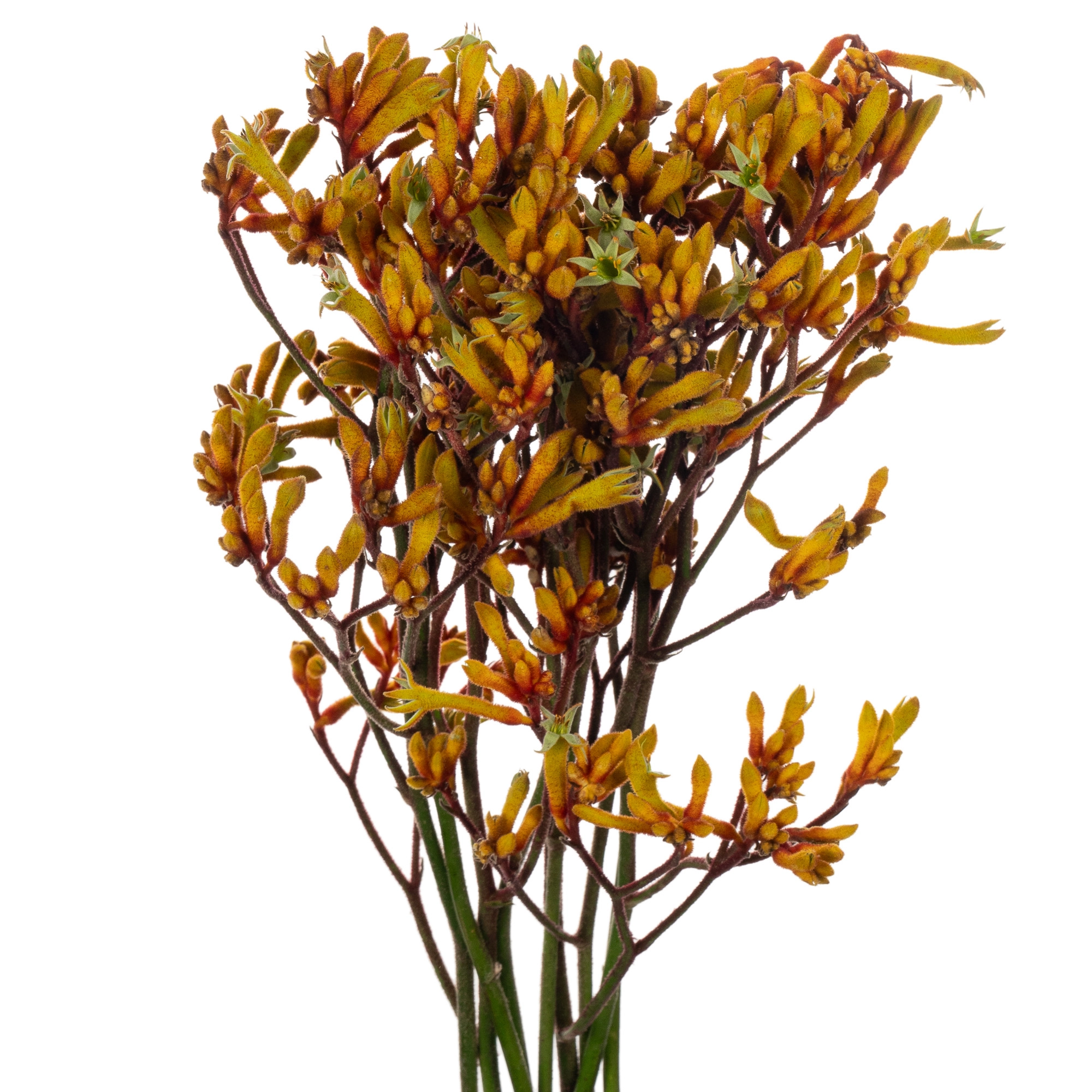Anigozanthos gold fever