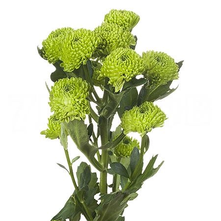 Chrysanthemum santini country | Wholesale flowers, plants and supplies Chrysanthemum santini country