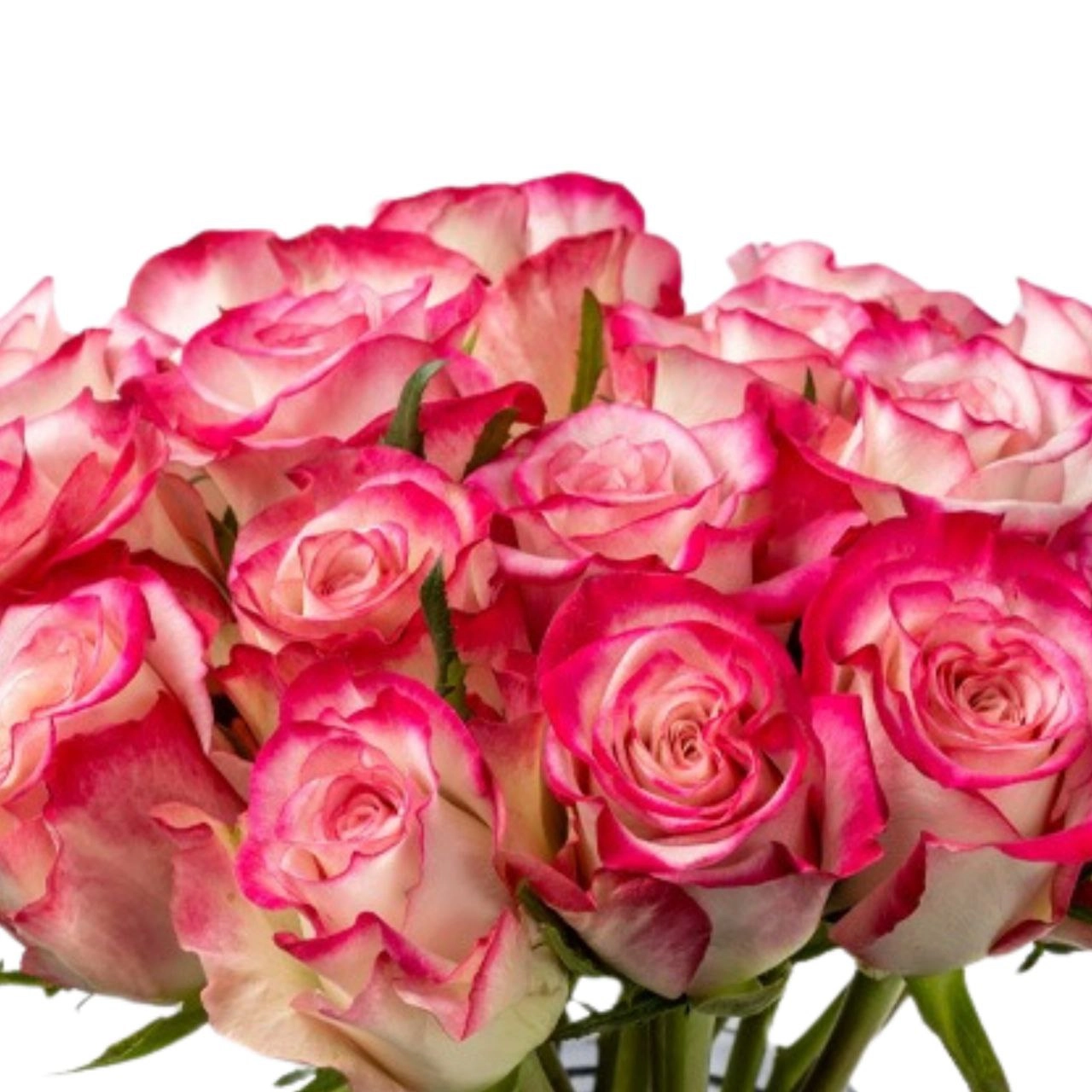 Rose turaco | Wholesale flowers, plants and supplies Rose turaco