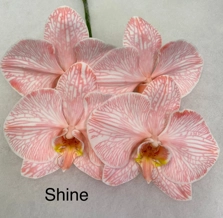 Phalaenopsis dyed shine
