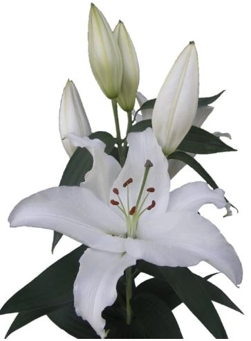 Lilium oriental ice dreamer