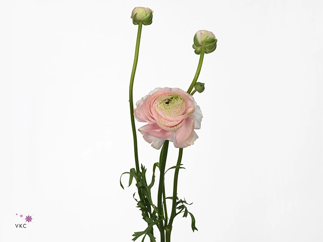 Ranunculus aazur light pink