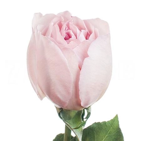 Rose princess charlene