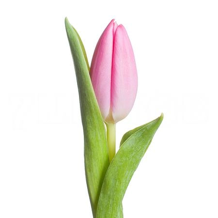 Tulip enkel jumbo pink | Wholesale flowers, plants and supplies Tulip enkel jumbo pink