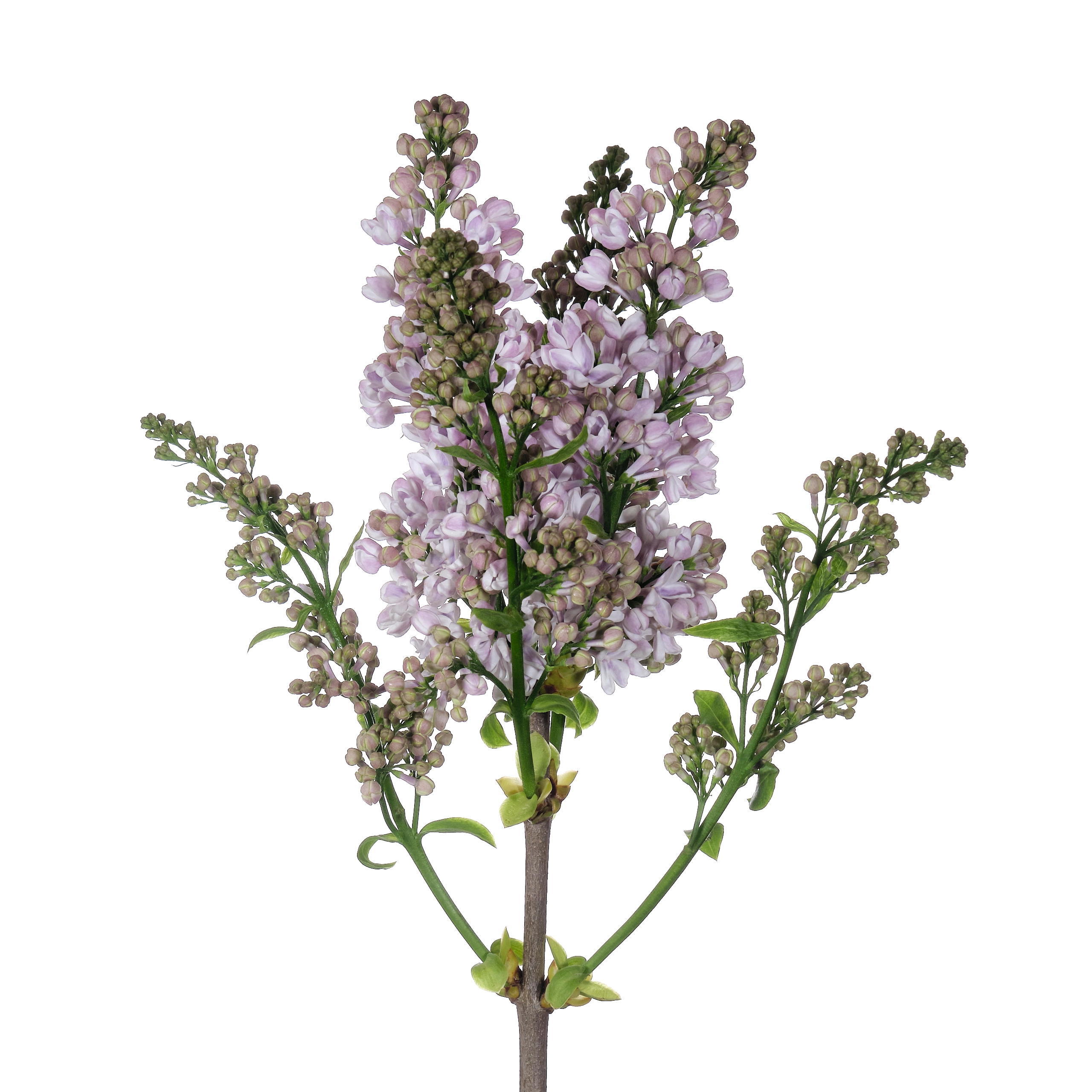 Syringa lila wonder