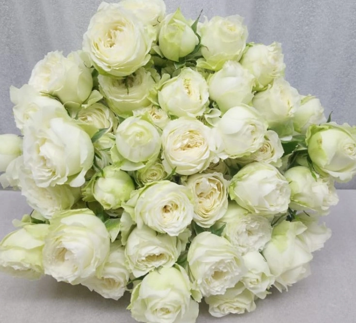 Rose spray asteae