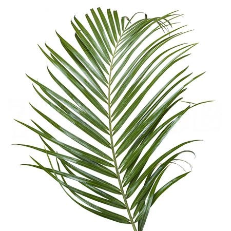 Blad Phoenix roebelini | Wholesale flowers, plants and supplies Blad Phoenix roebelini