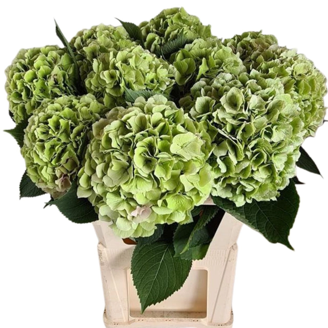 Hydrangea verena classic green