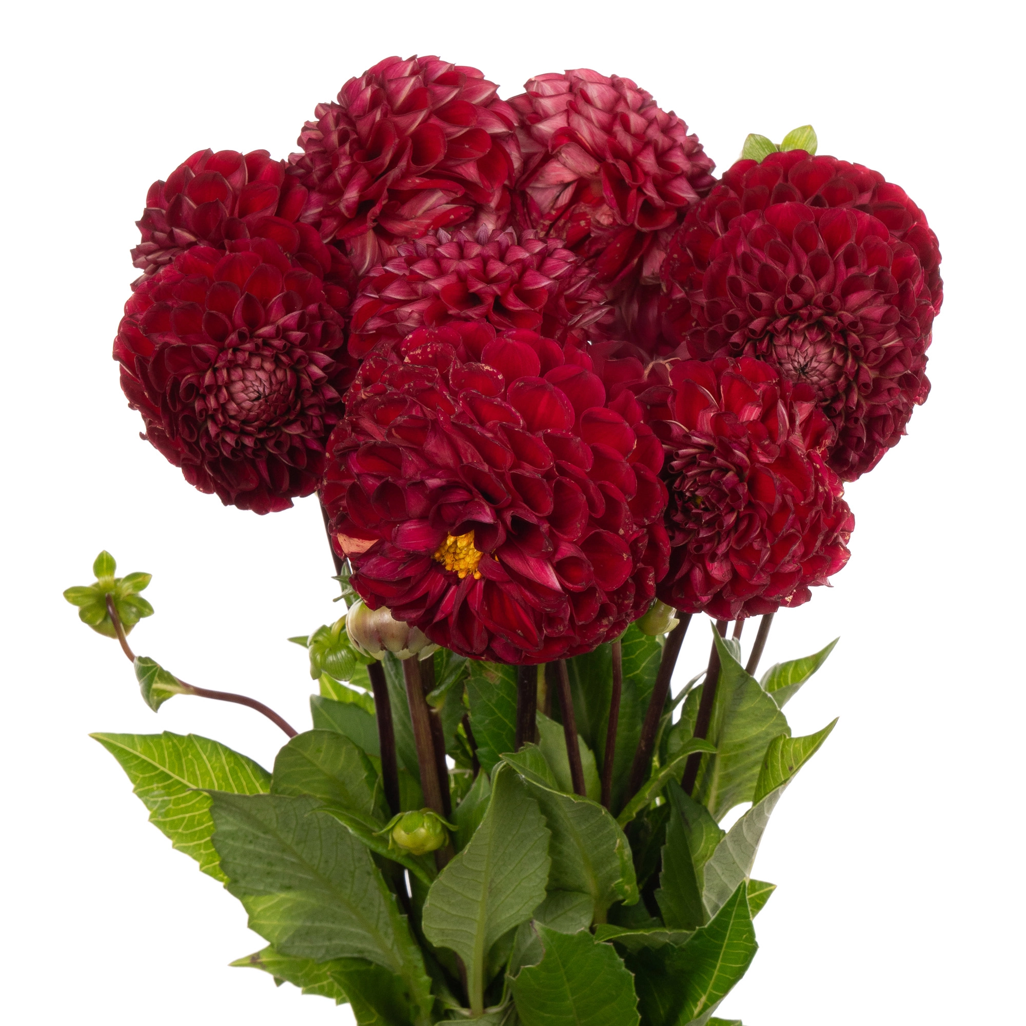 Dahlia corneille