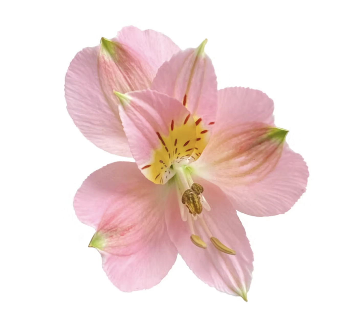 Alstroemeria select modena | Wholesale flowers, plants and supplies Alstroemeria select modena