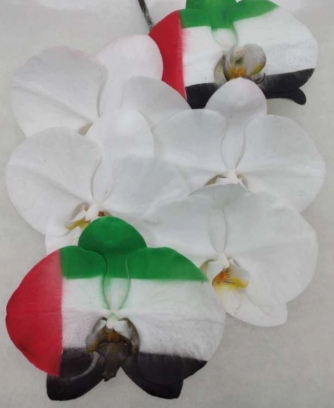 Phalaenopsis spray customized