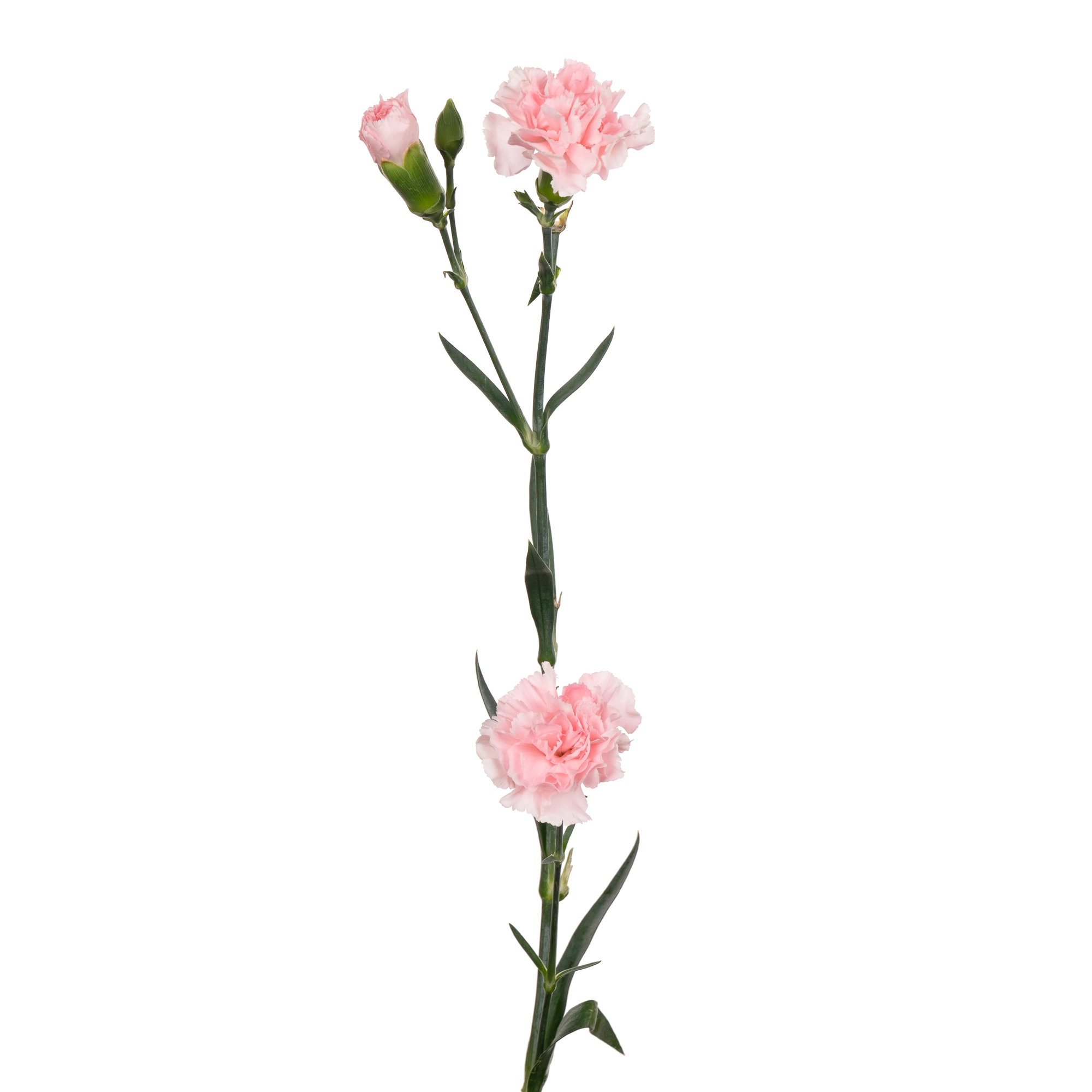 Carnation spray pink